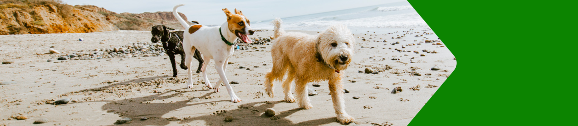 More Than Pet Insurance