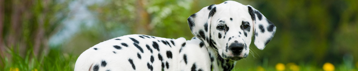 Spot On Pet Insurance