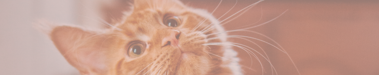 Only Paws Pet Insurance