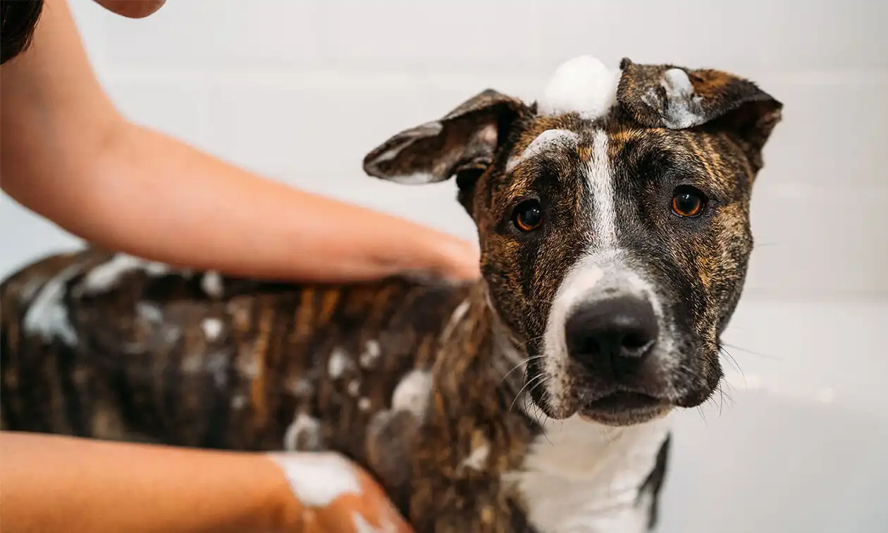 A brown and white dog getting a bath in a bathtub.