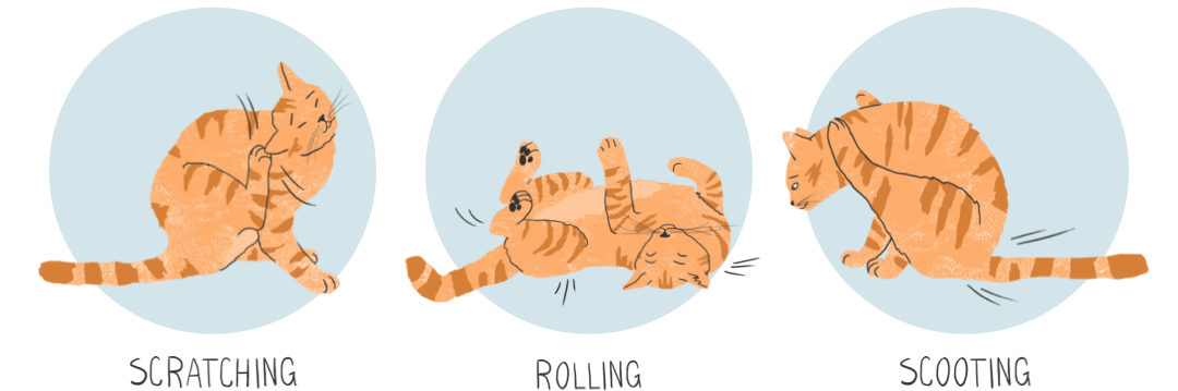 Scratching, rolling, scooting