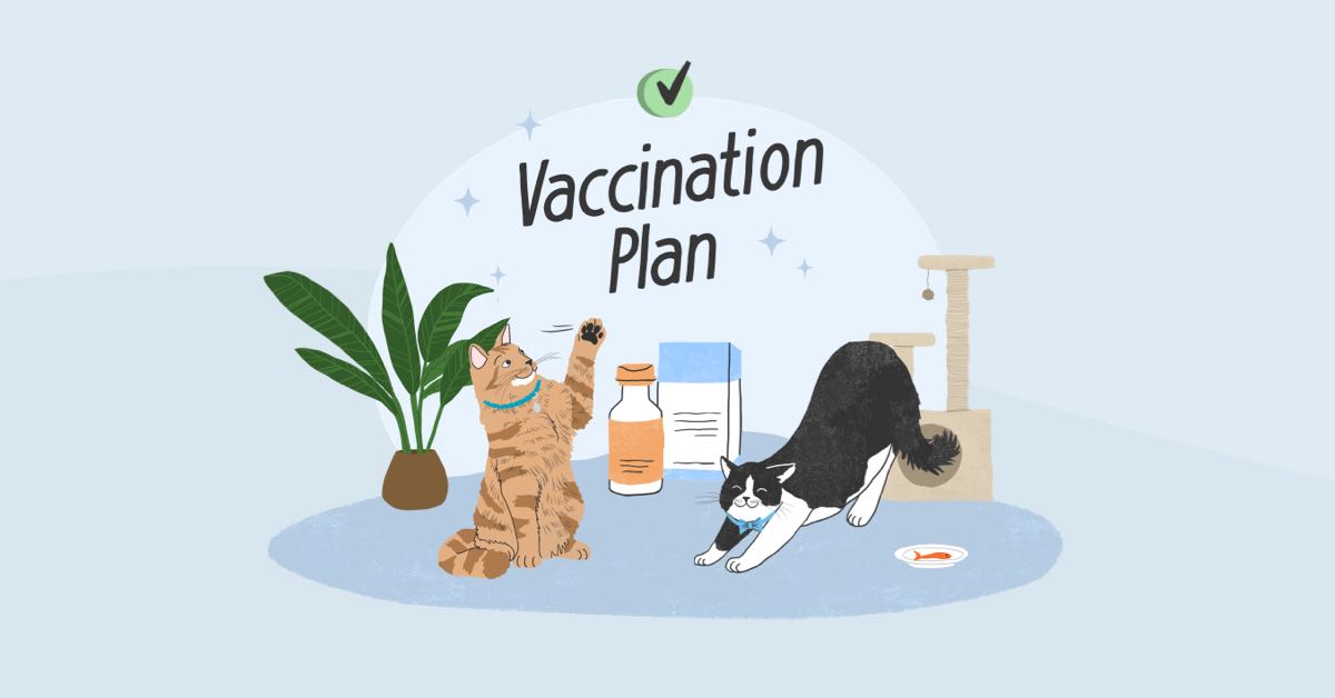 Vaccines Quiz for Cats | Zoetis Petcare