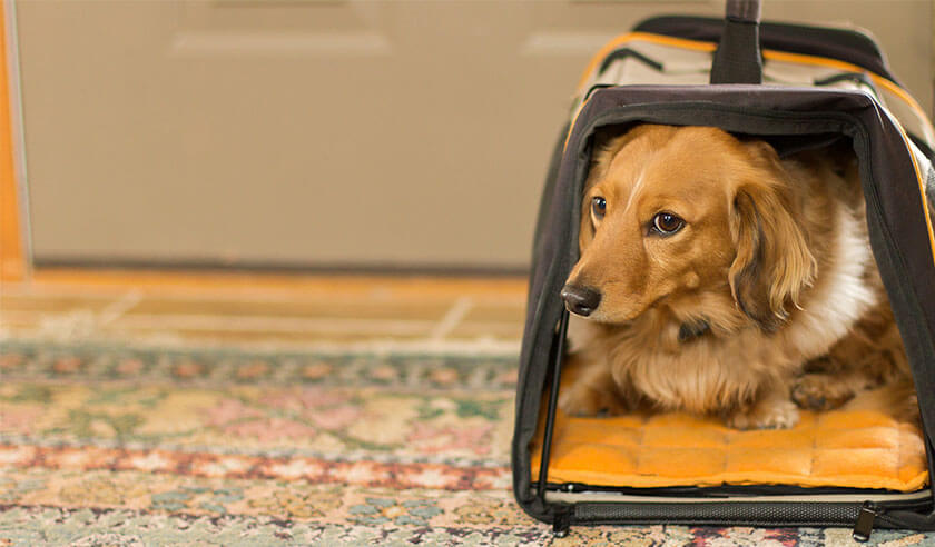 Best Dogs for Traveling