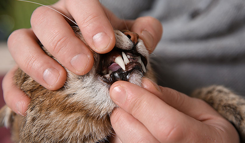 How to Brush Your Cat’s Teeth