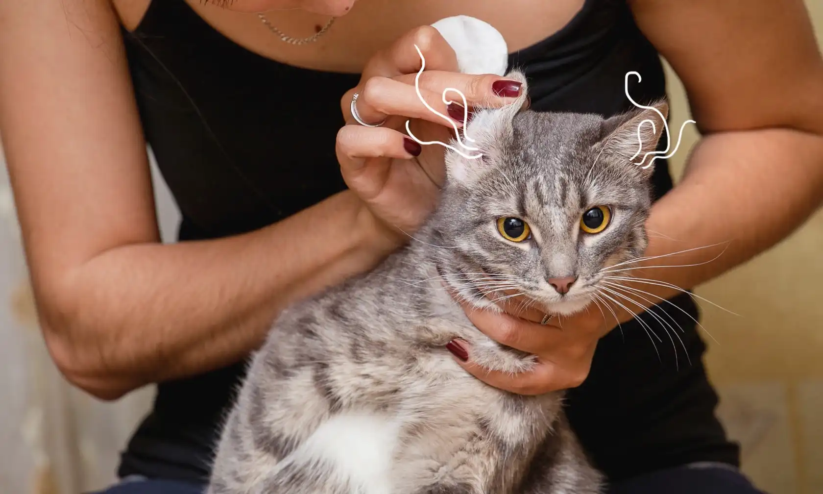 Woman clean her cat's ears