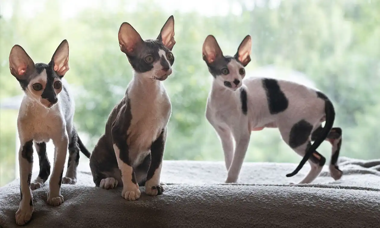 Two small cats.