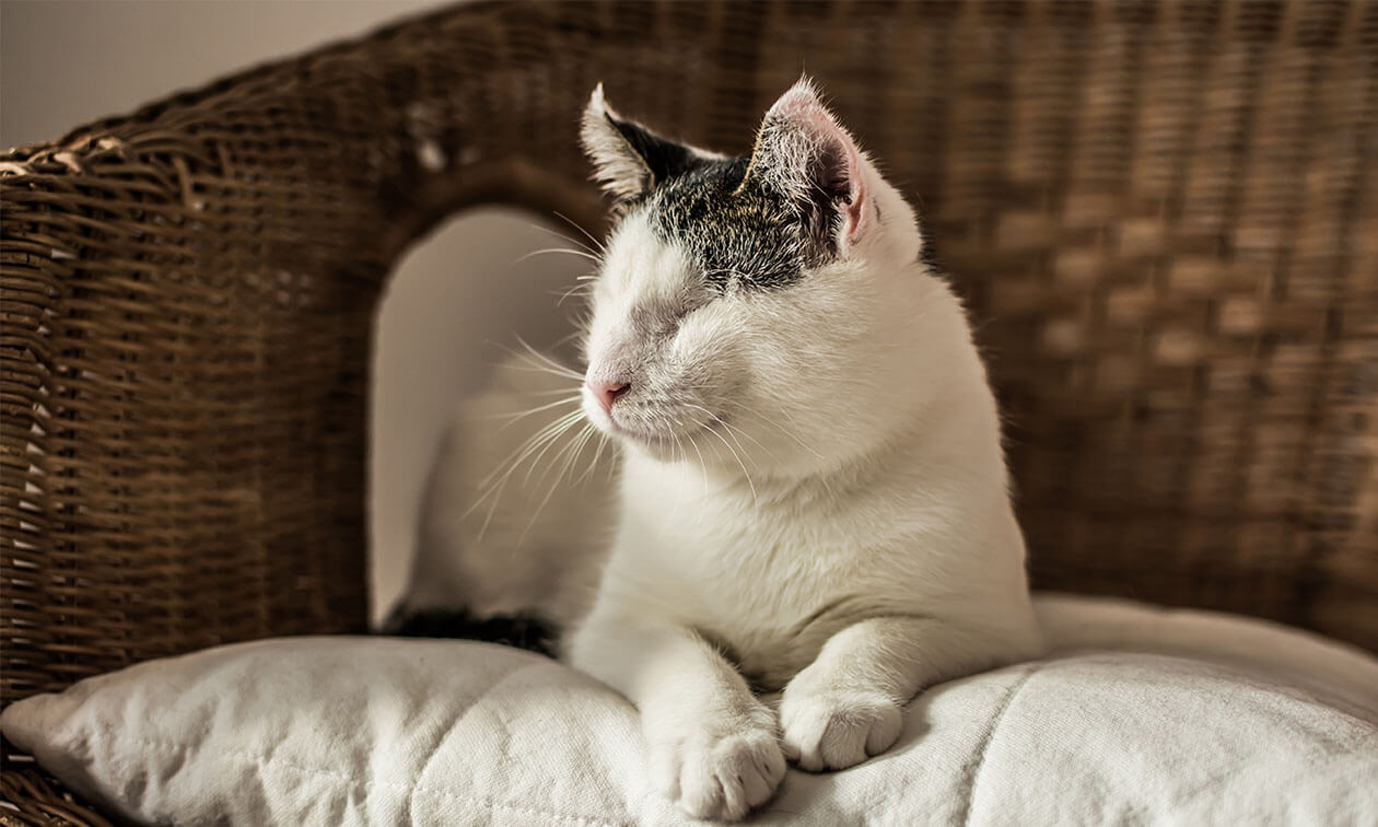 A black and white cat sitting in a wicker chair.