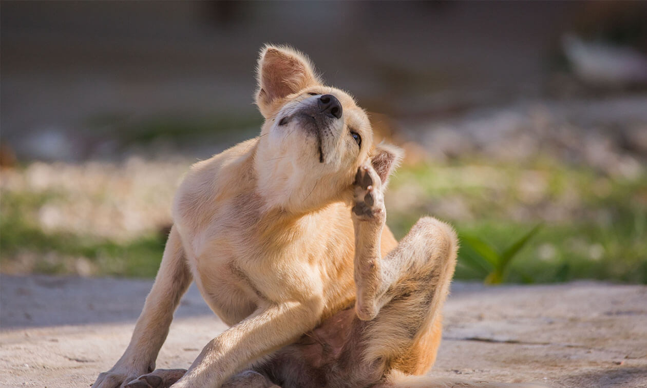 Dog mange treatment outlet pets at home