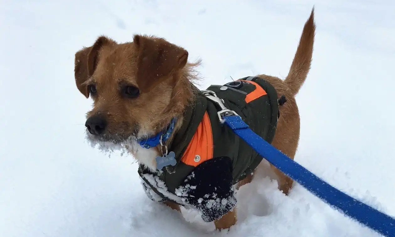 A small brown dog wearing a green jacket in the snow.