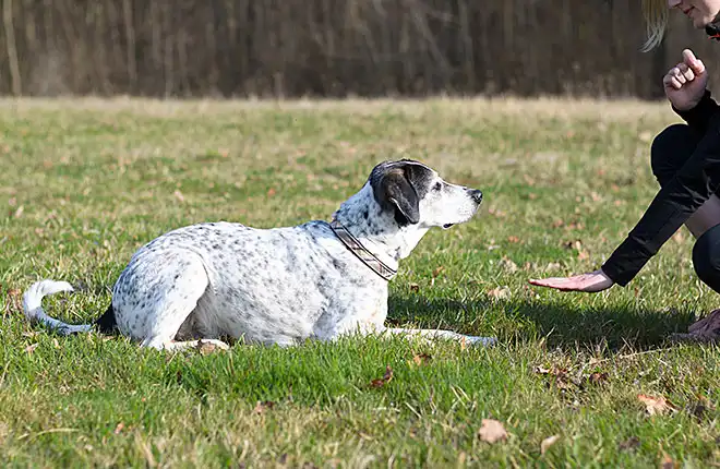 A woman kneeling down next to a dog in a field.