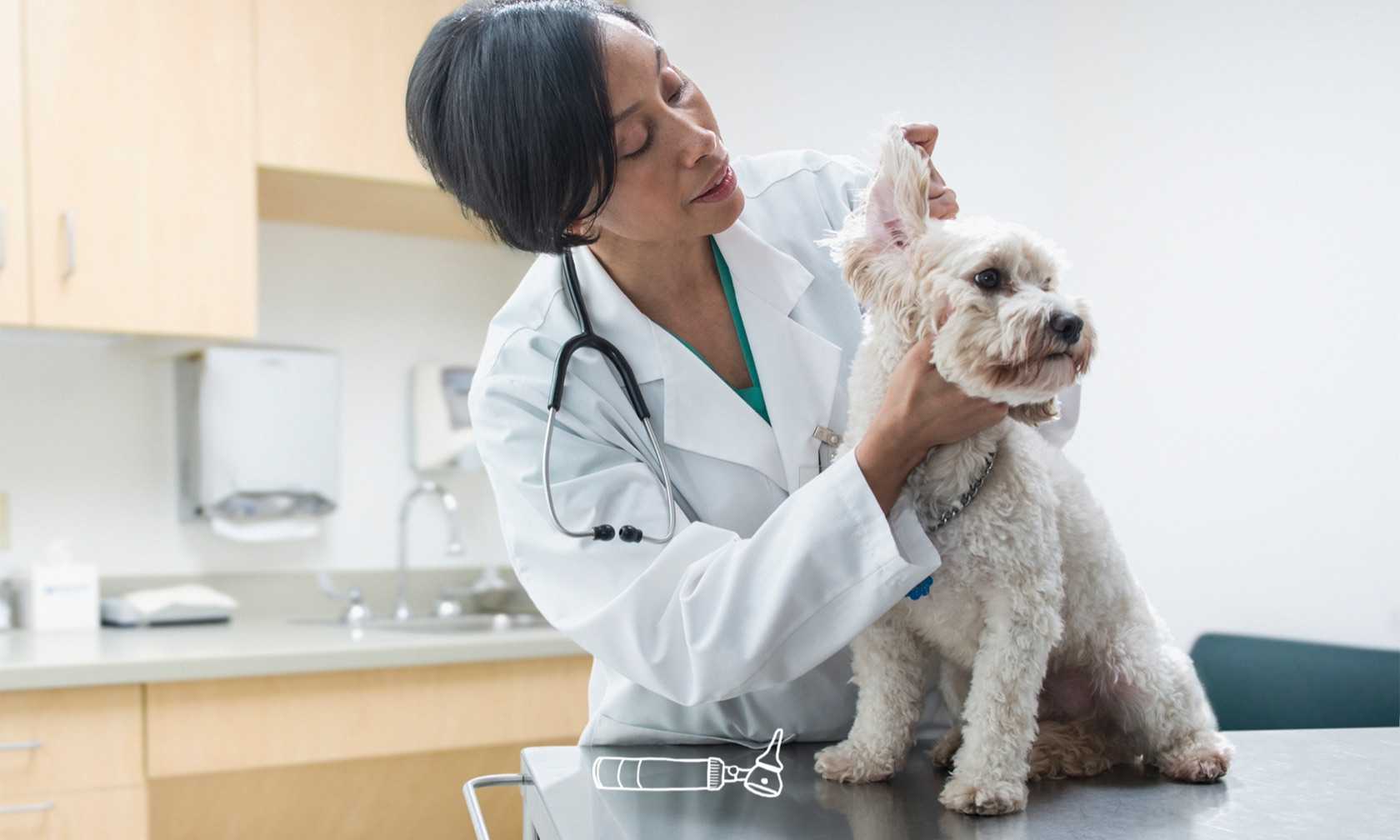 Veterinarian checking dog's ear