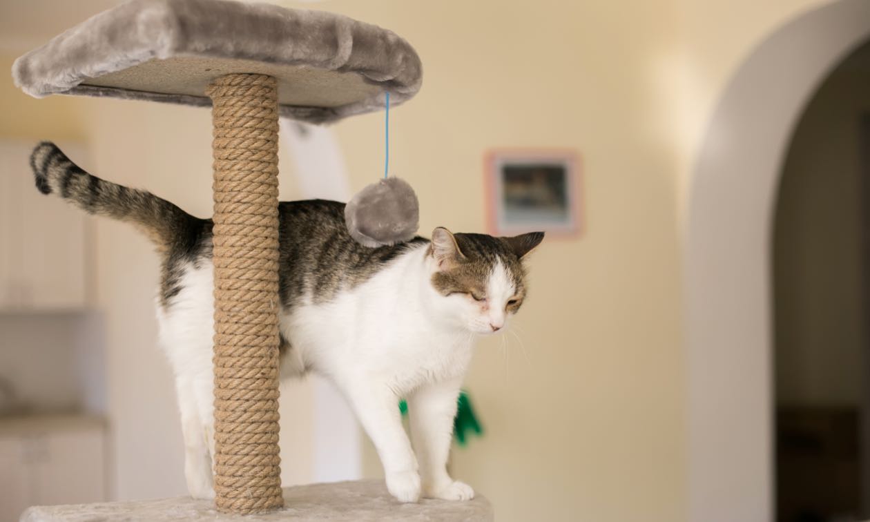 Benefits Of Having A Cat Tree Zoetis Petcare