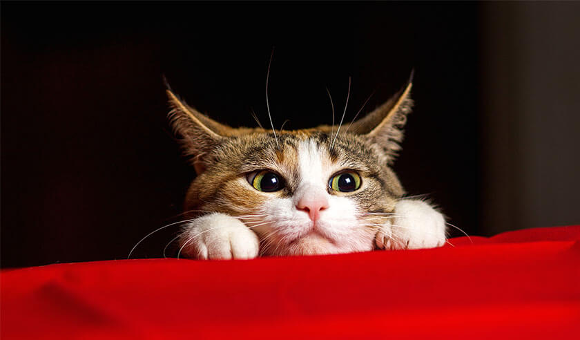 Do Catnip Toys Make Cats High: Surprising Truths Revealed!