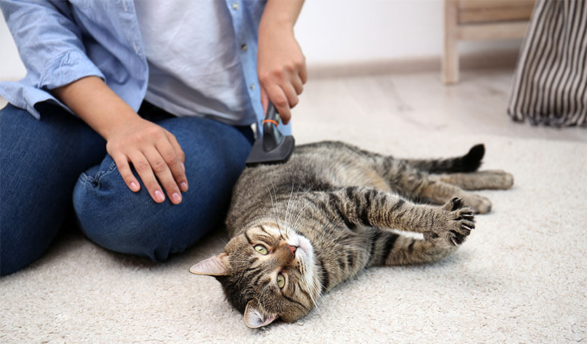 What is Stud Tail in Cats? | Zoetis Petcare