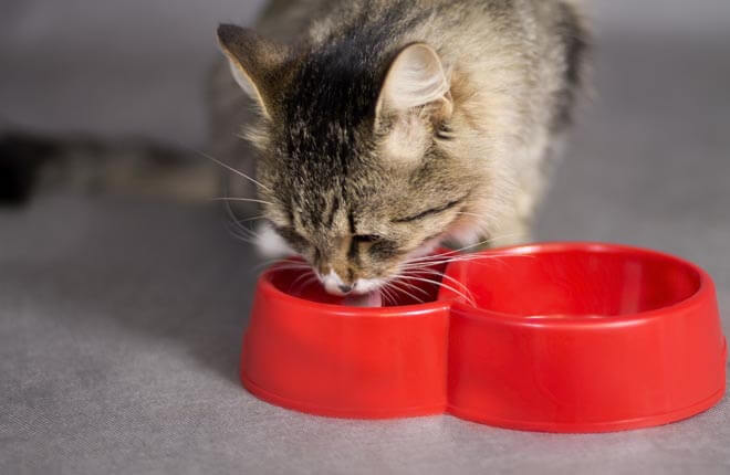 Are Cats Lactose Intolerant Zoetis Petcare   Are Cats Lactose Intolerant Img Article Head 