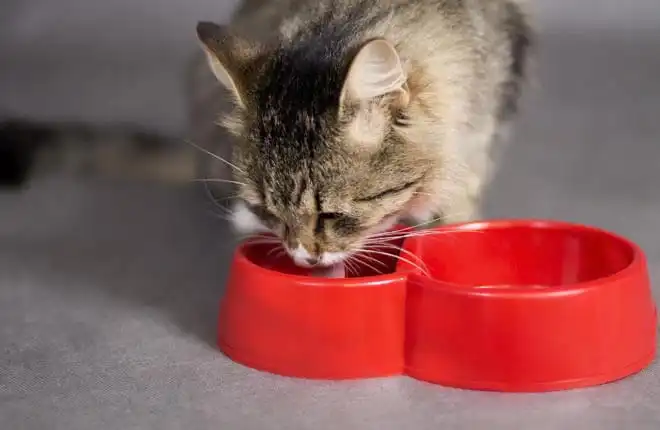 How to Say "Thank You" to Your Veterinarian