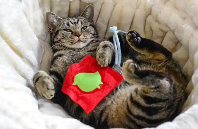 How to Say "Thank You" to Your Veterinarian