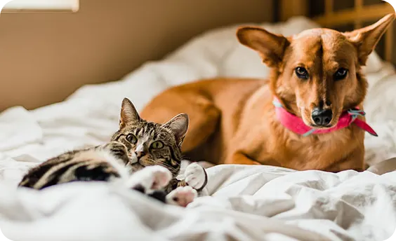 Take the Bite out of Mosquitoes and Heartworms