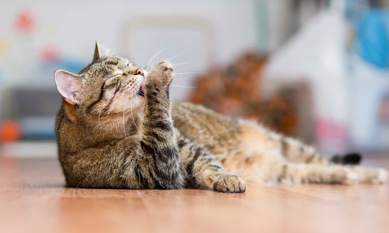 Cat grooming itself
