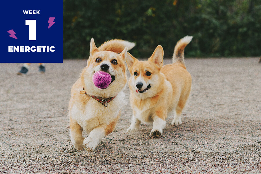 Dogs with ball