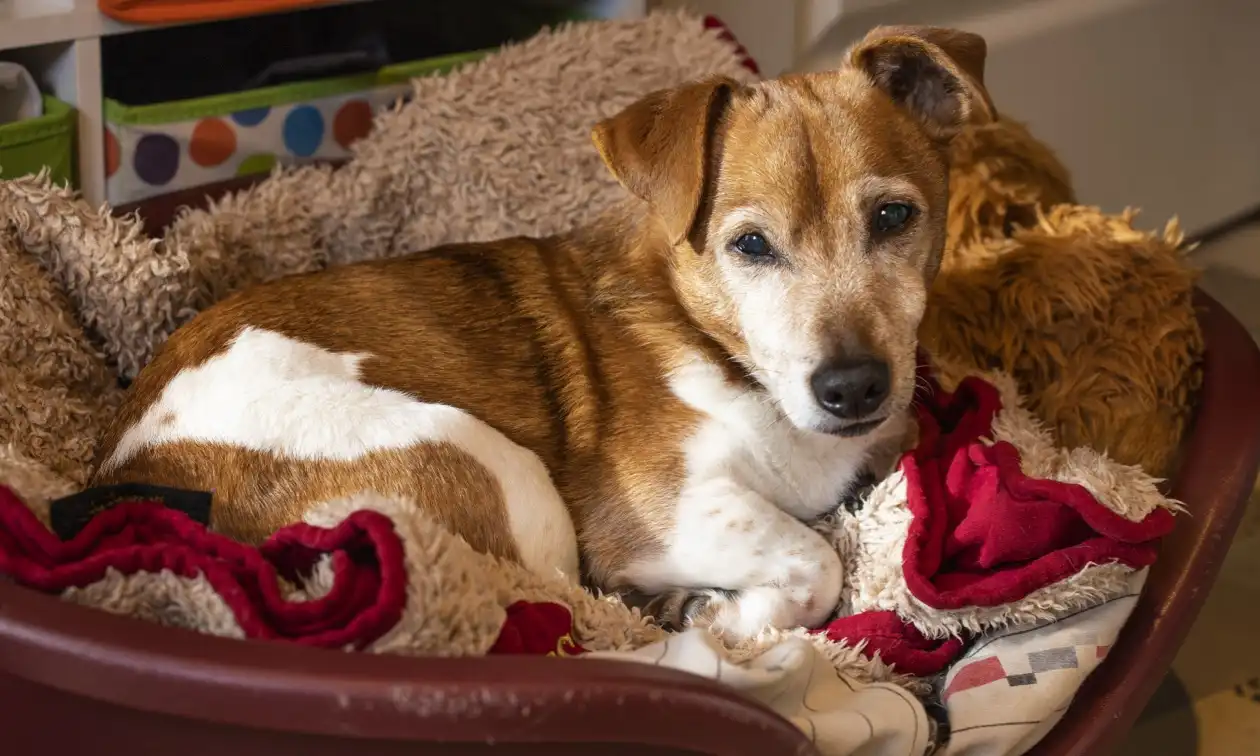 Dog laying down in their doggy bed