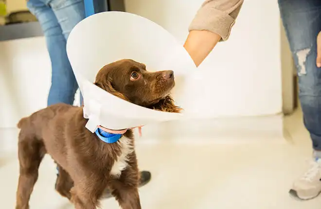 A dog with a cone on its head.