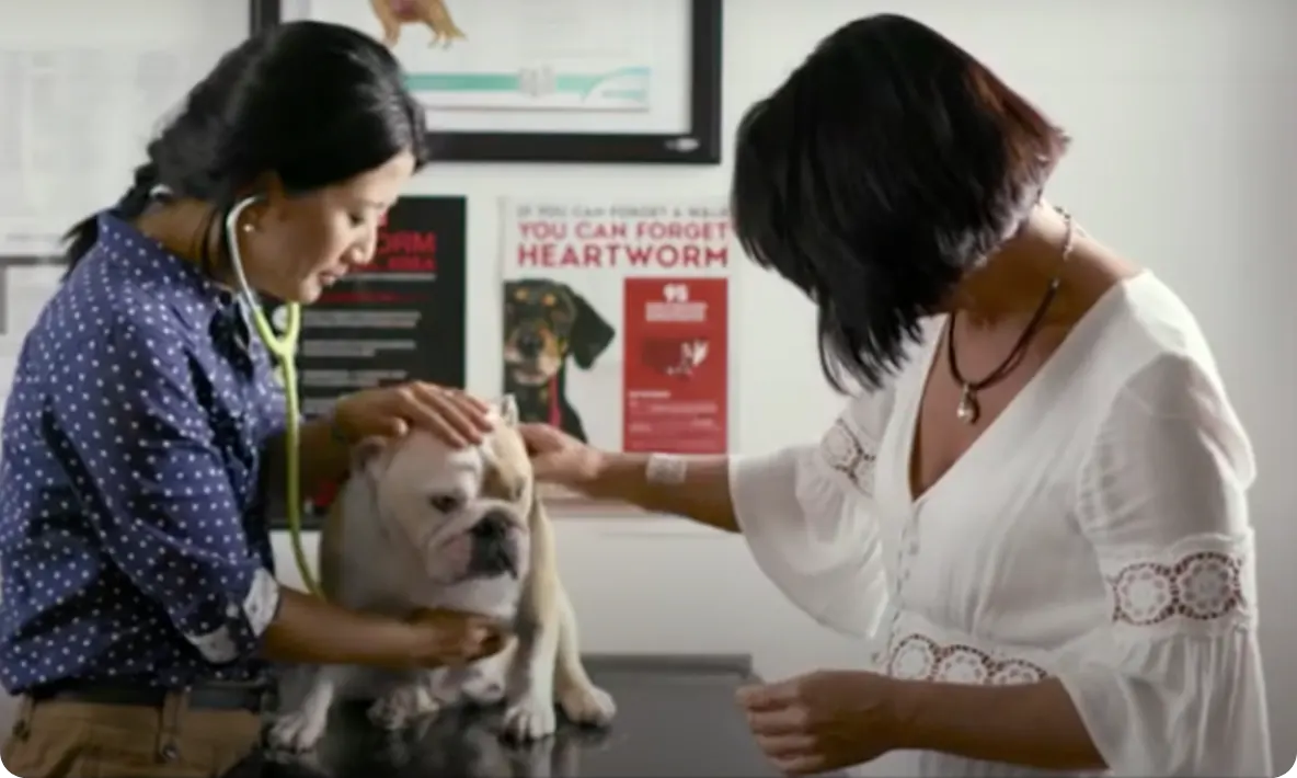Vet Stories