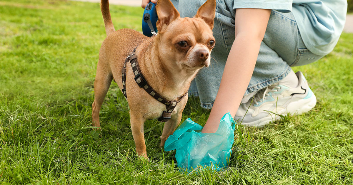 Decoding Your Dog’s Poop Zoetis Petcare