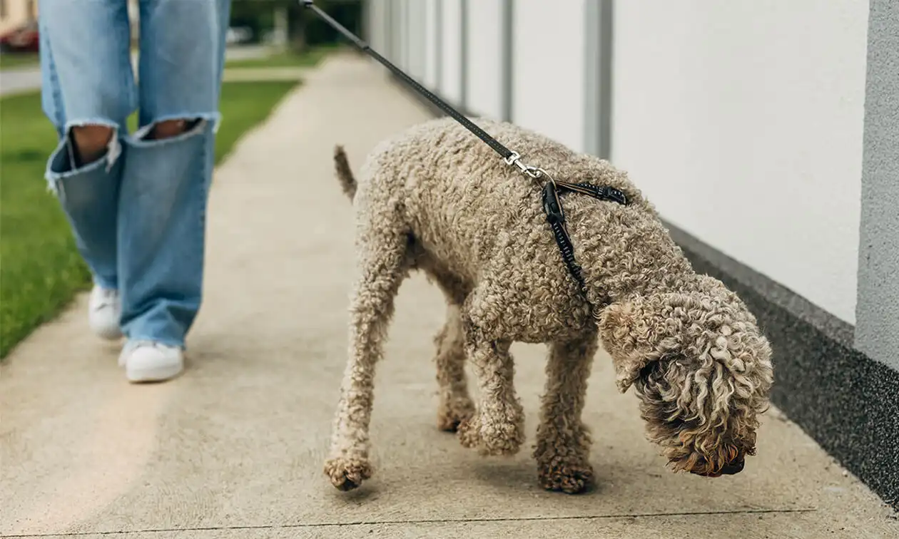 Leashed dog sniffing the sidewalk.