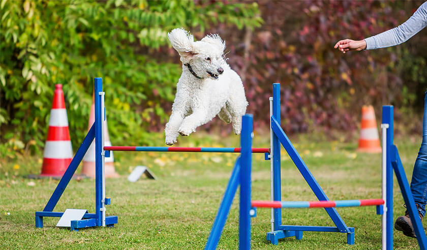 Training Time: These Are the Easiest Dog Breeds to Train