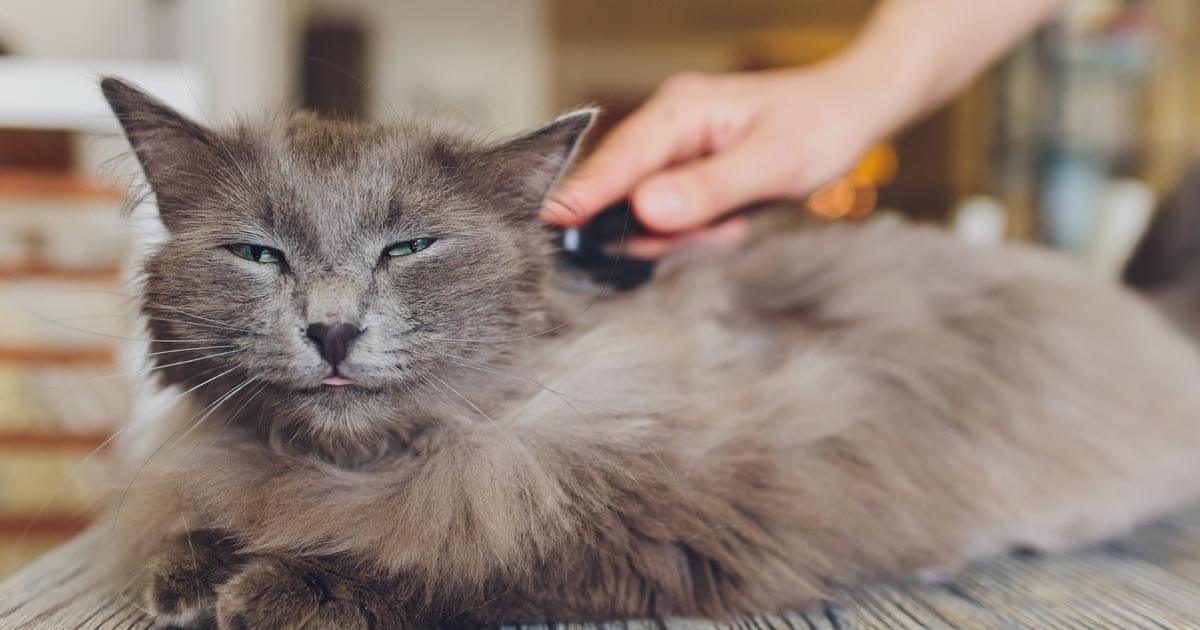 My Cat is Shedding a Lot. What Does it Mean? | Zoetis Petcare