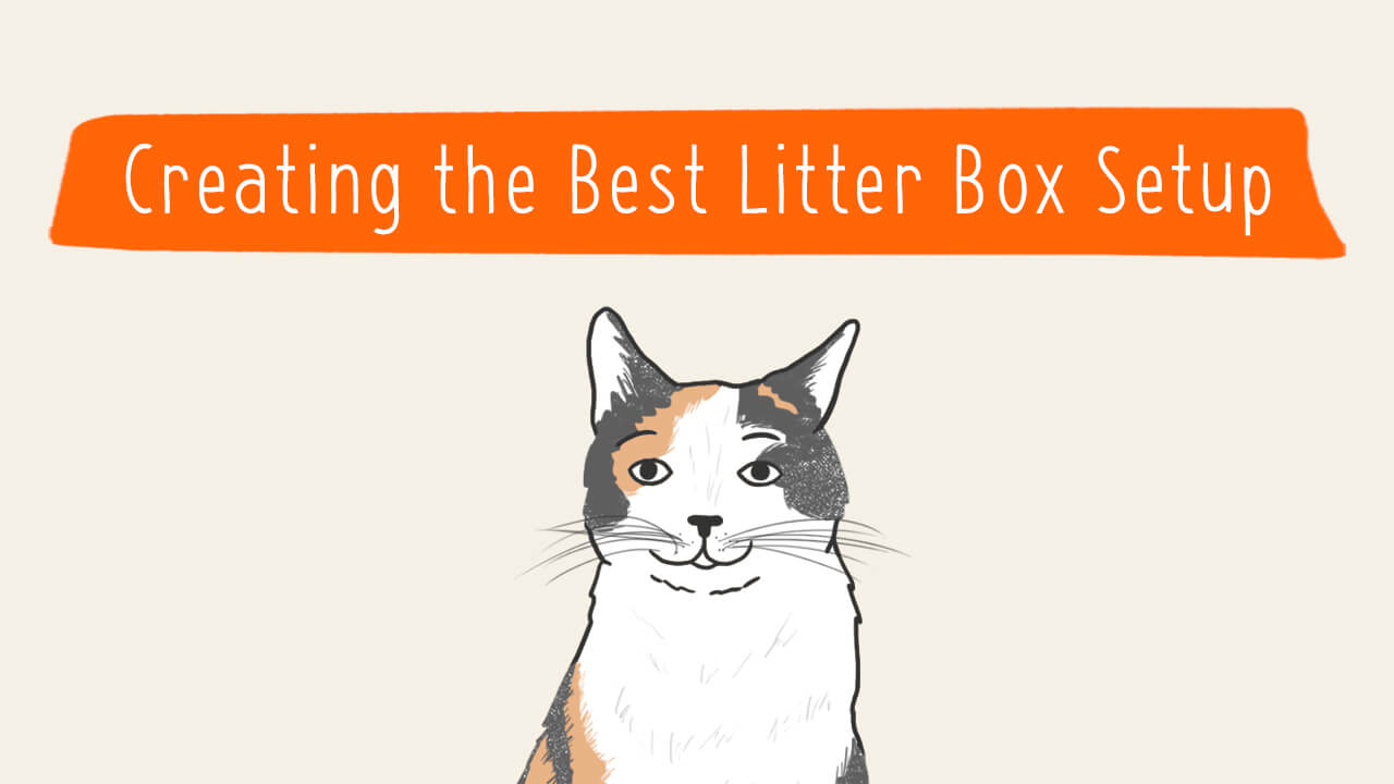 Create the Ultimate Litter Box