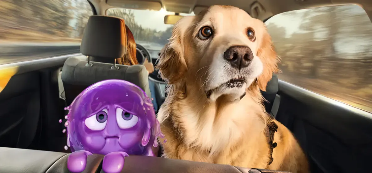 Find Out If Your Dog is Showing Signs of Motion Sickness