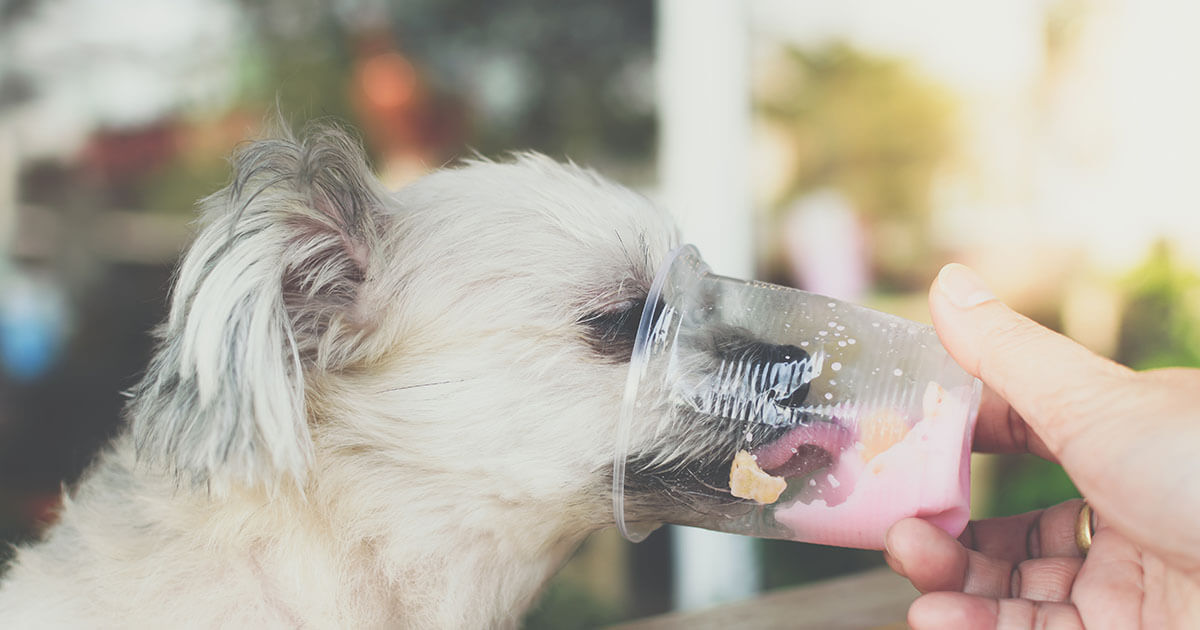 Dog Ice Cream Recipe Zoetis Petcare