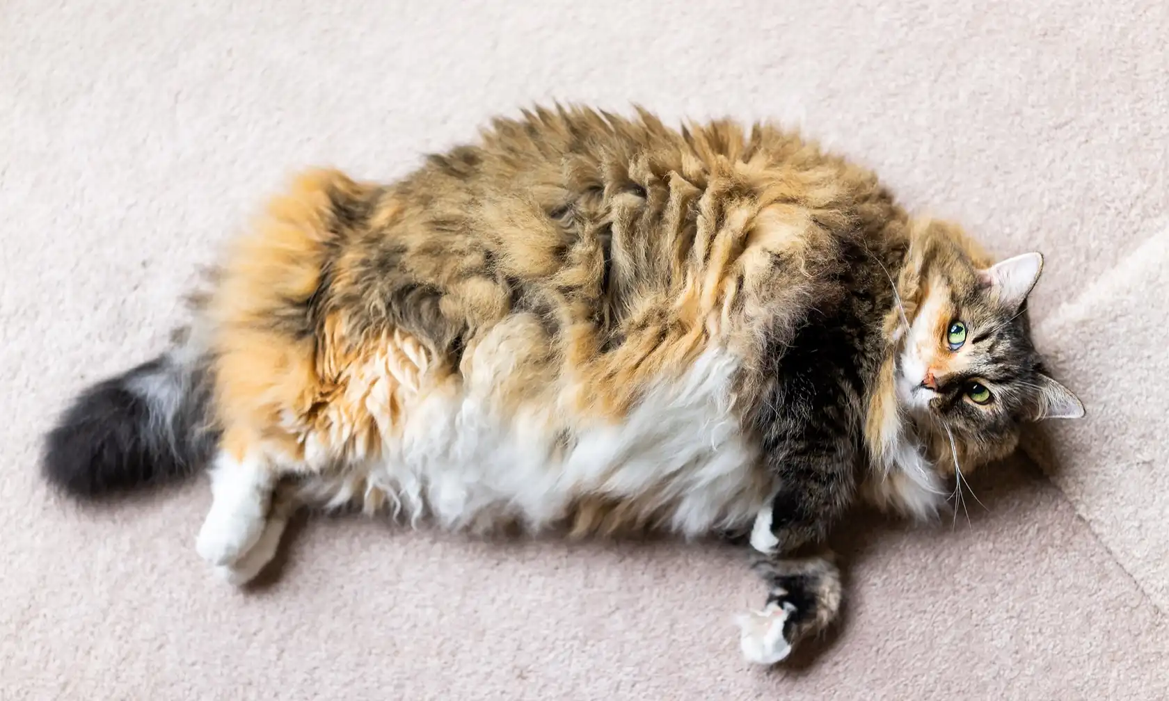 Overweight cat laying on floor