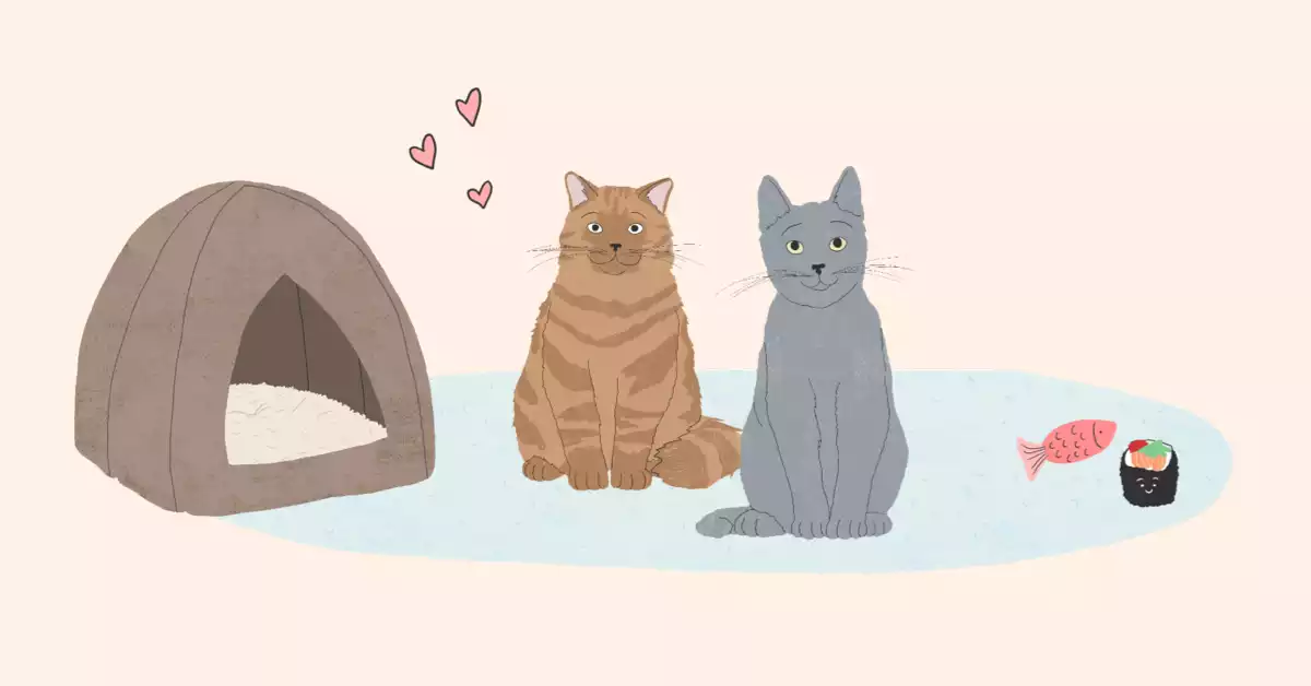 Guide to Senior Cat Care Zoetis Petcare