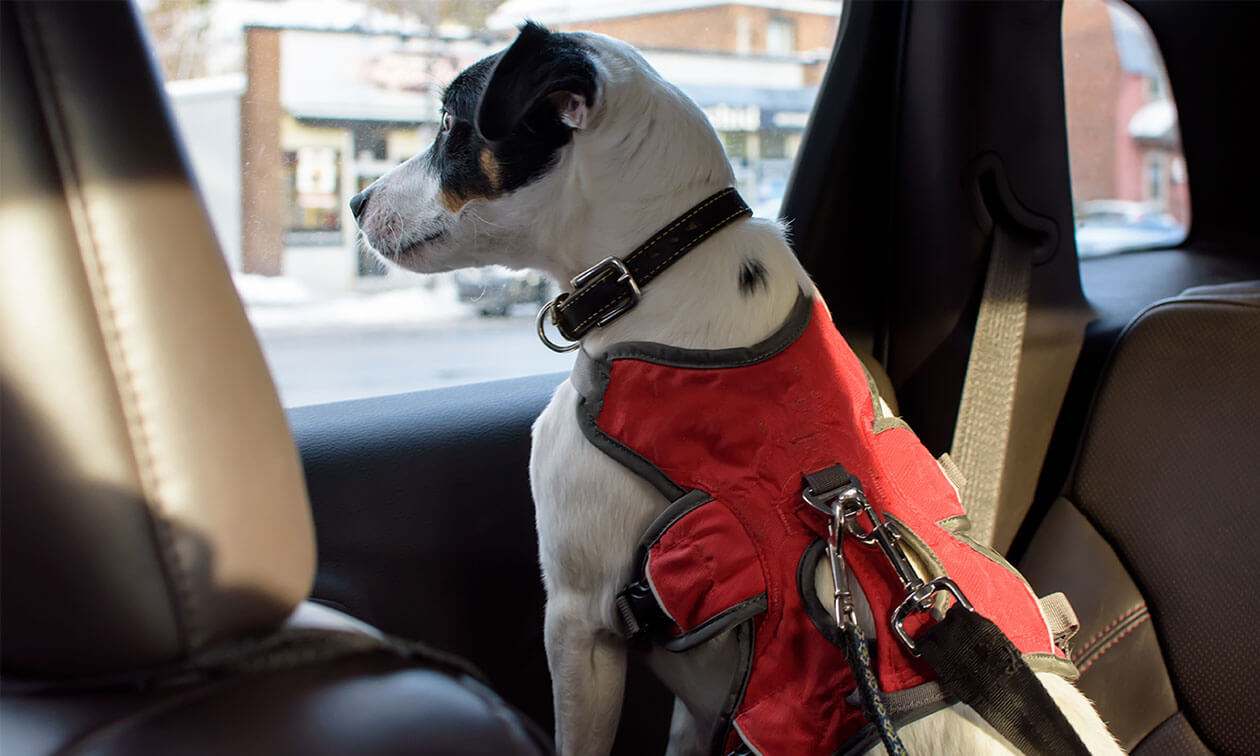 A dog sitting in the back seat of a car.