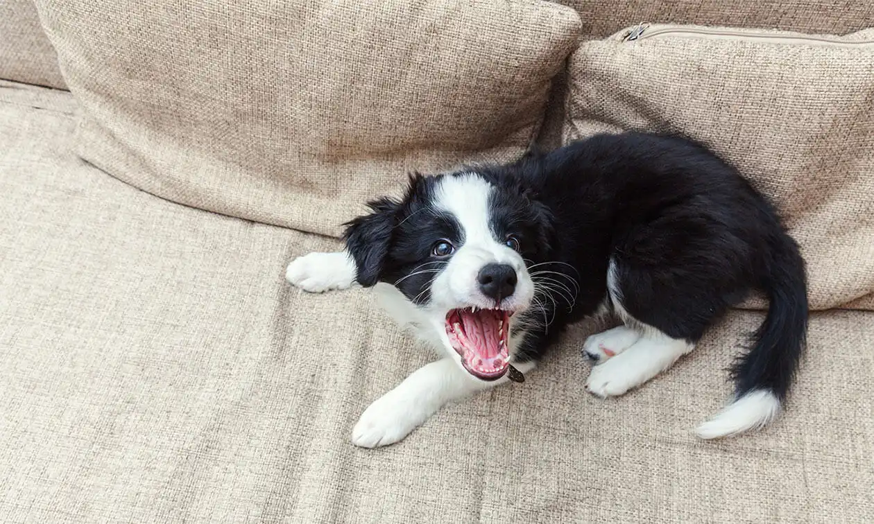 Dog barking.