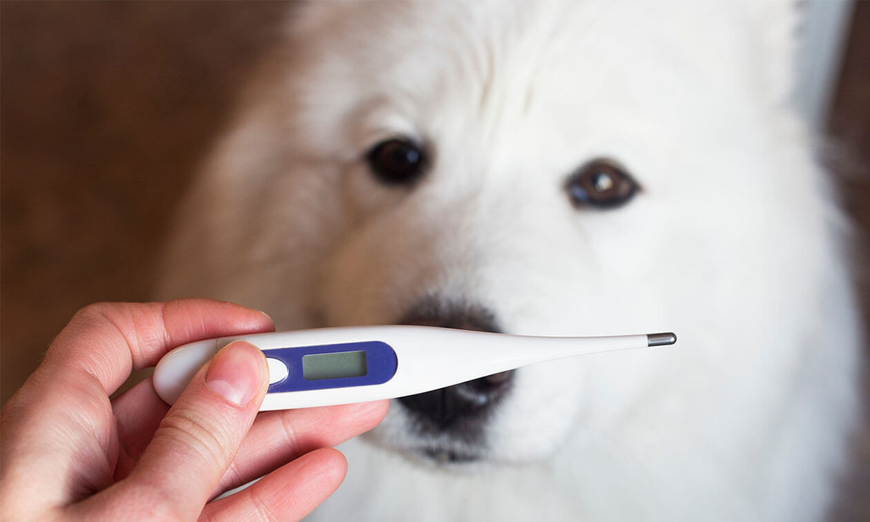 How to Safely Take a Dog or Cat's Temperature at Home