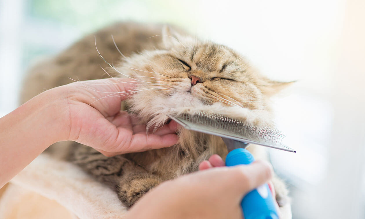 Matted best sale cat grooming