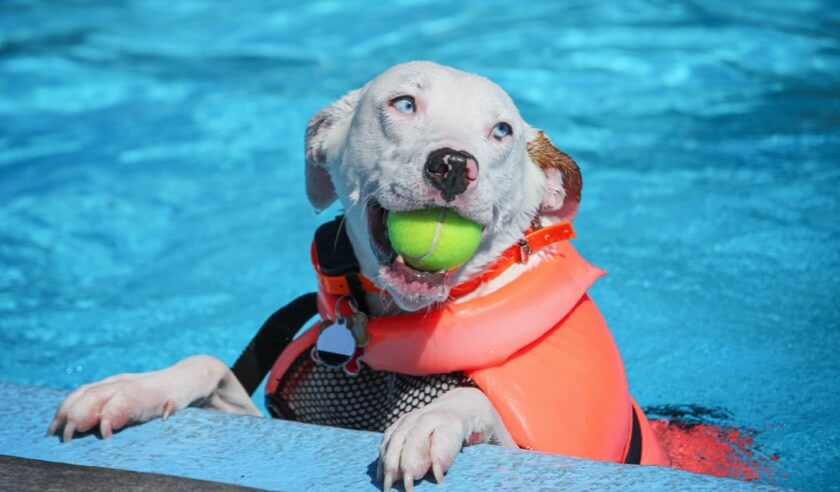 Swimming Pool Safety for Dogs