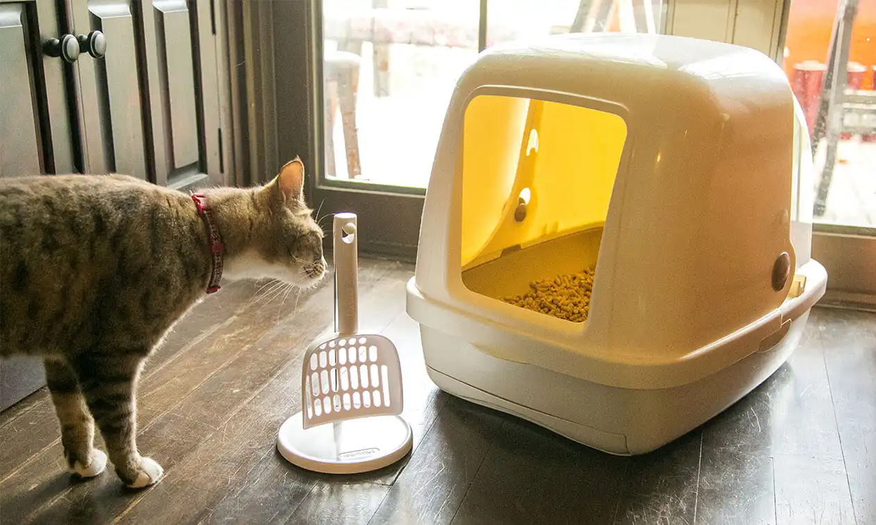 A cat standing next to a litter box.