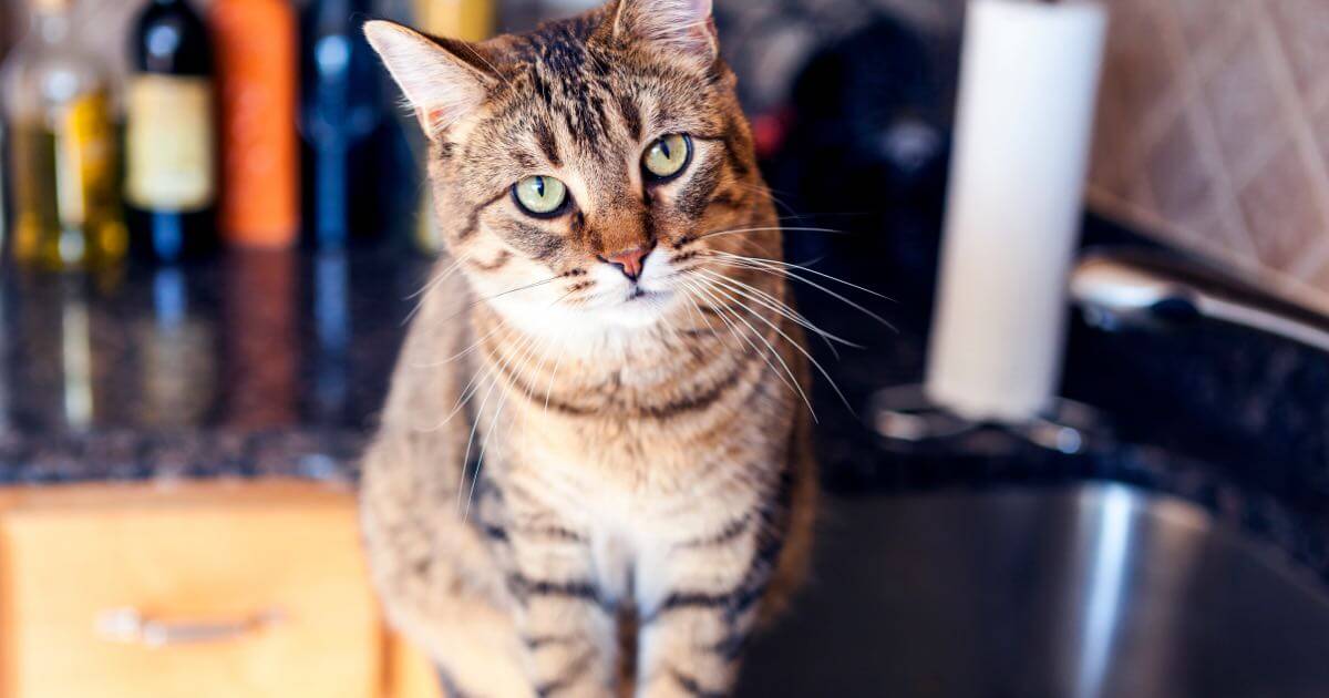 Can you train a cat clearance not to jump on counters