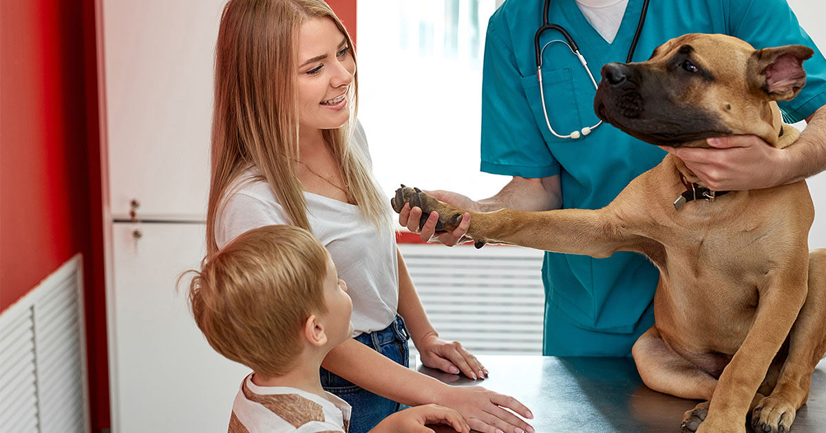 Helpful HowTo's for Understanding Common Veterinary Medical