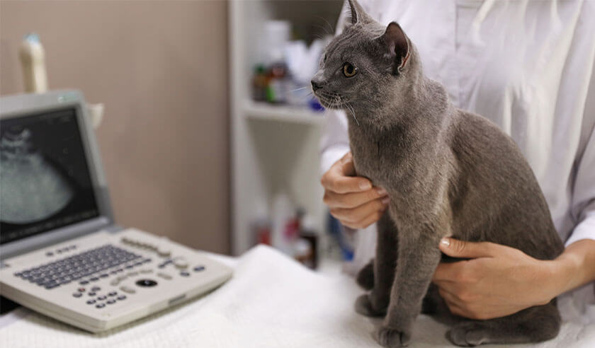 Urinary Blockages in Cats: What to Know