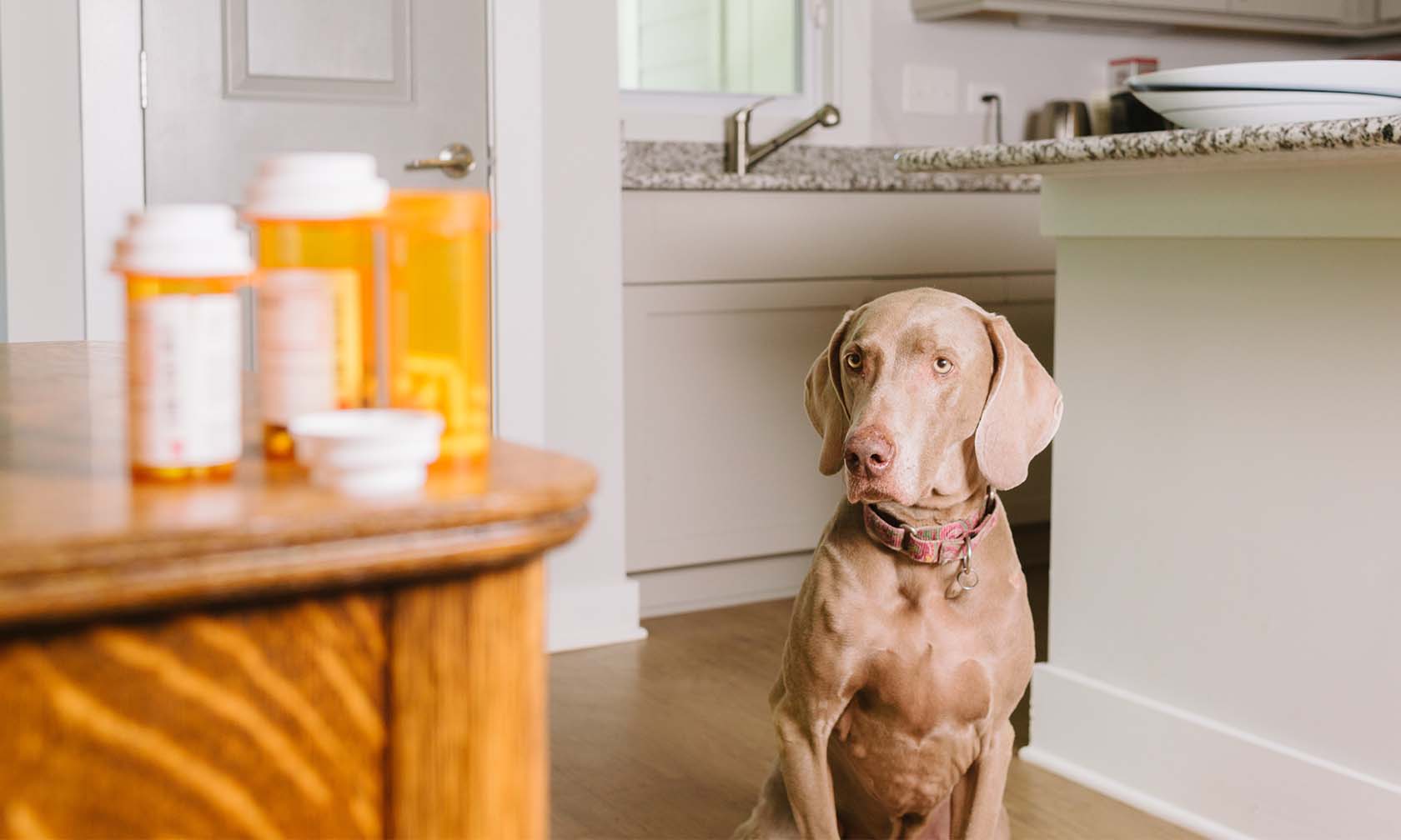 Safe pain meds for 2024 dogs