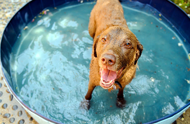 A brown dog standing in a pool of water.