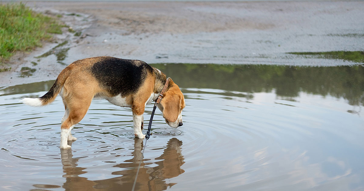 how do they test for leptospirosis in dogs