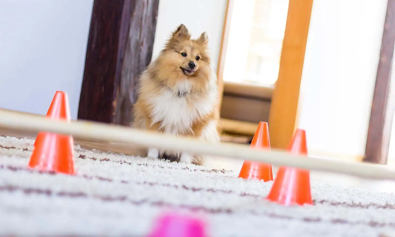 Dog standing in front of an obstacle course.