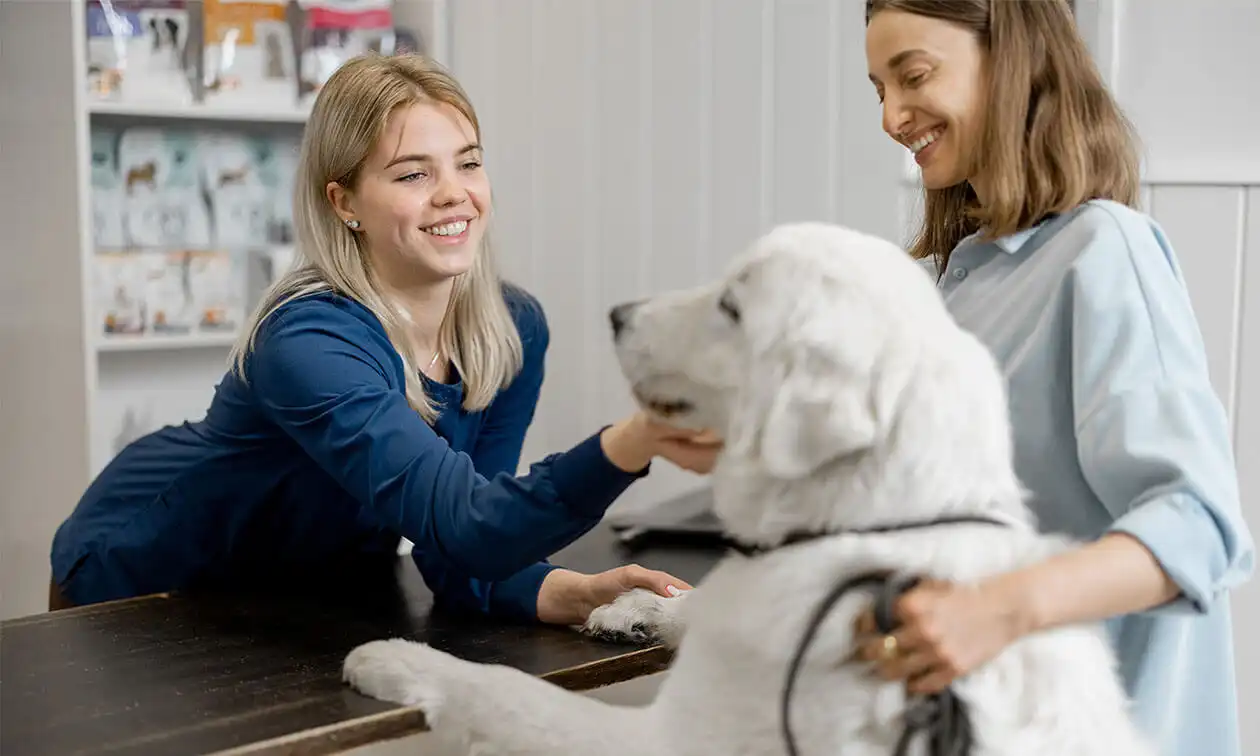 White dog jumping on the counter at a vet's office.